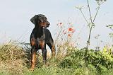 DOBERMANN 052